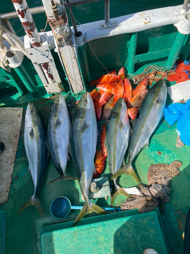 ブリの釣果