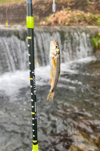 ウグイの釣果