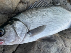 ヒラスズキの釣果