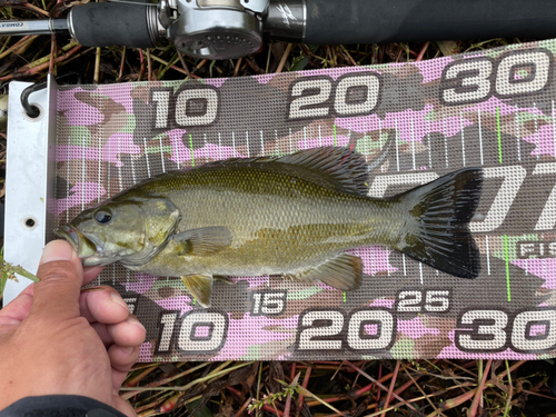 スモールマウスバスの釣果