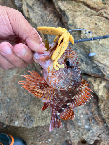 カサゴの釣果