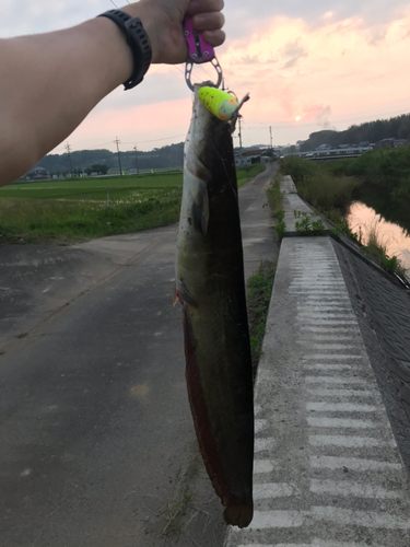 ナマズの釣果