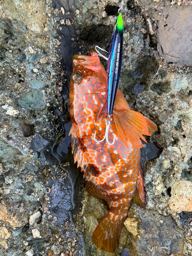 キジハタの釣果