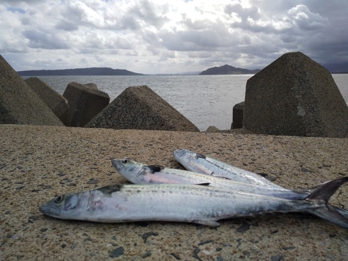 サゴシの釣果