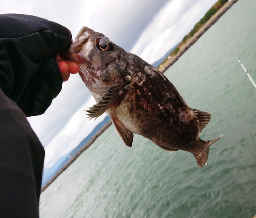 ダイナンウミヘビの釣果