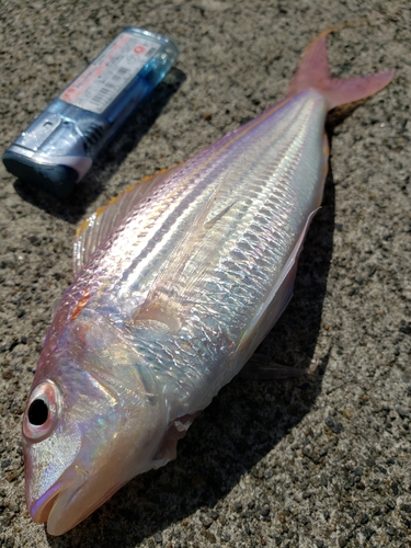 イトヨリダイの釣果