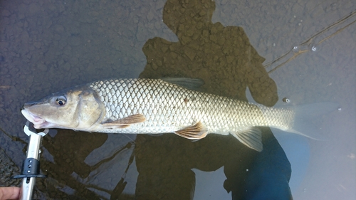 ニゴイの釣果