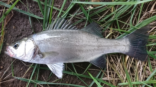 ヒラスズキの釣果