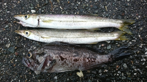 クロソイの釣果