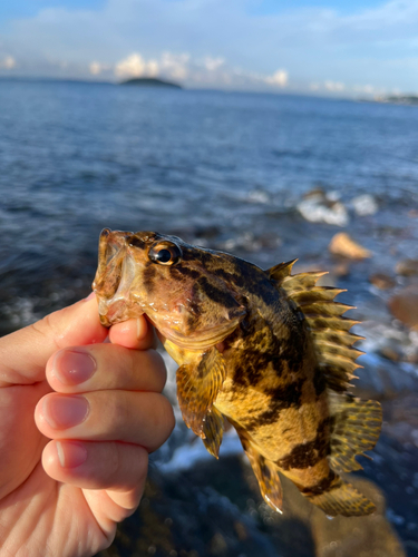 タケノコメバルの釣果