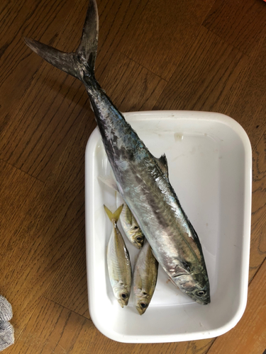 サゴシの釣果