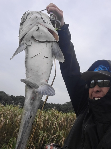 アメリカンキャットフィッシュの釣果