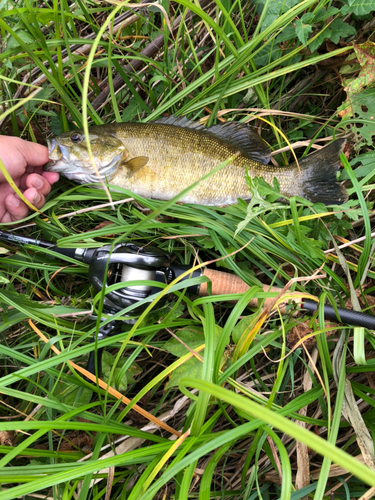 スモールマウスバスの釣果