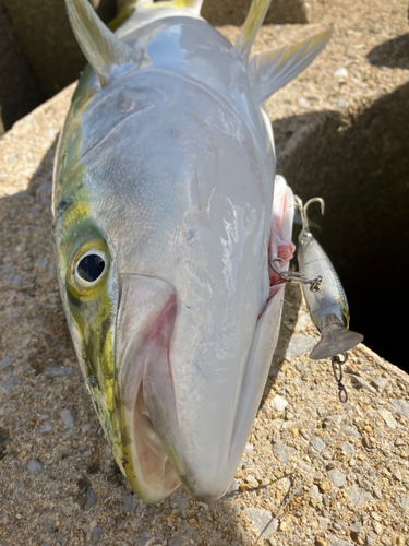 ハマチの釣果