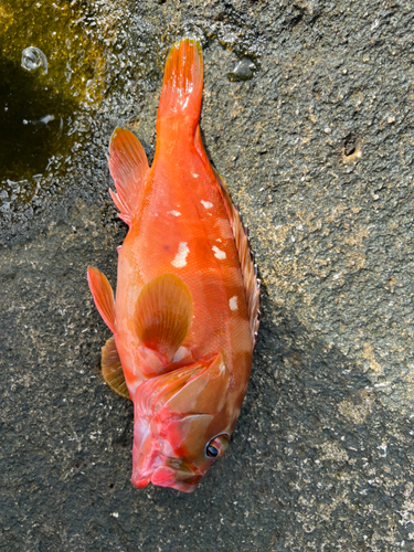 アカハタの釣果