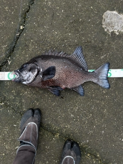 イシガキダイの釣果