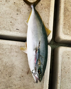 ヤズの釣果