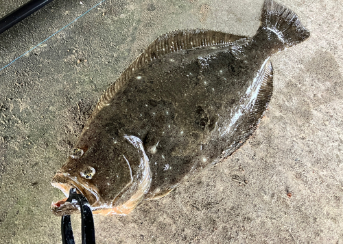 ヒラメの釣果