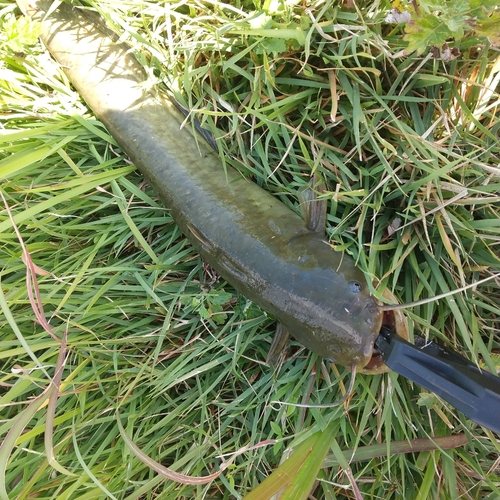 マナマズの釣果