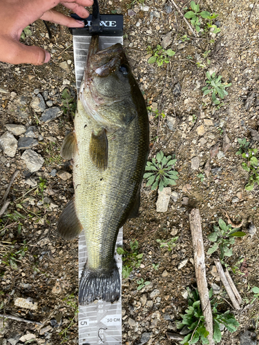 ブラックバスの釣果