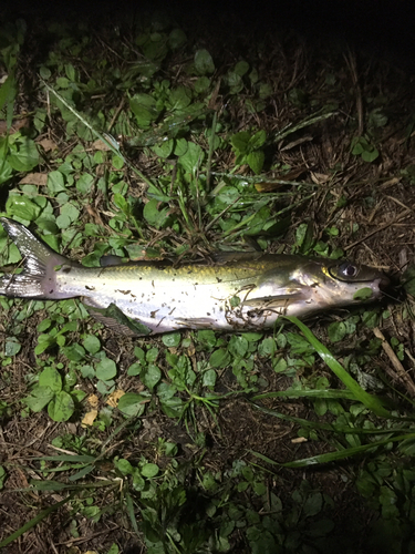 アメリカナマズの釣果