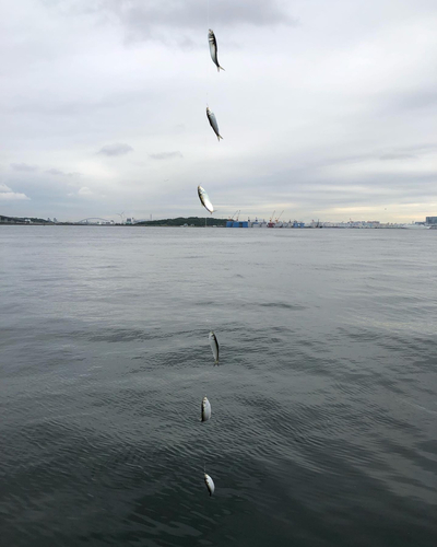 カタクチイワシの釣果