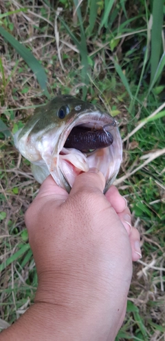 ブラックバスの釣果