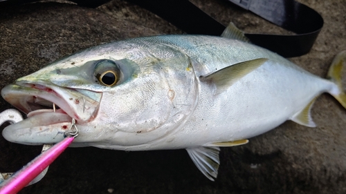 イナダの釣果