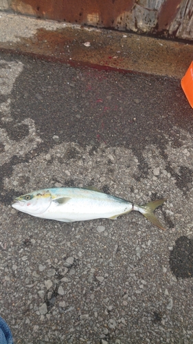 イナダの釣果