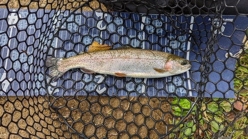 ニジマスの釣果