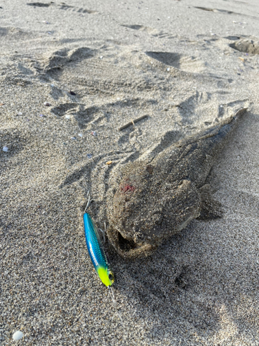 コチの釣果