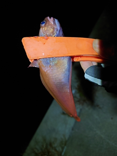 ドンコの釣果