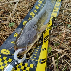 マナマズの釣果