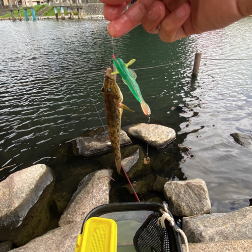 マハゼの釣果