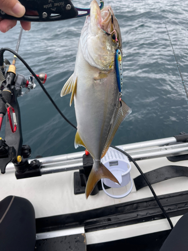 カンパチの釣果