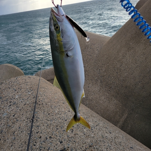 ハマチの釣果