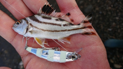 コトヒキの釣果