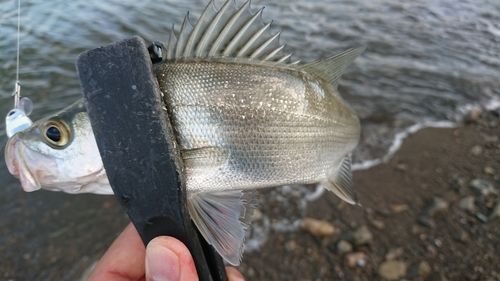 セイゴ（マルスズキ）の釣果