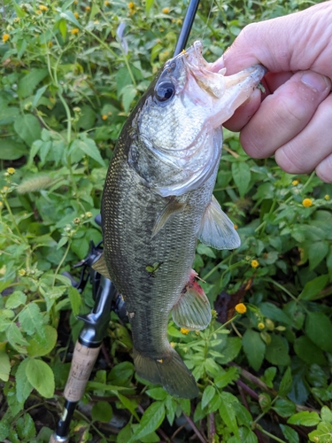 ブラックバスの釣果