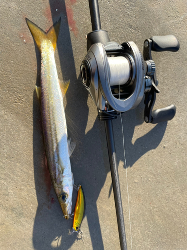 カマスの釣果