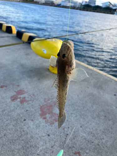 ハゼの釣果