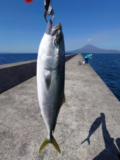 ブリの釣果