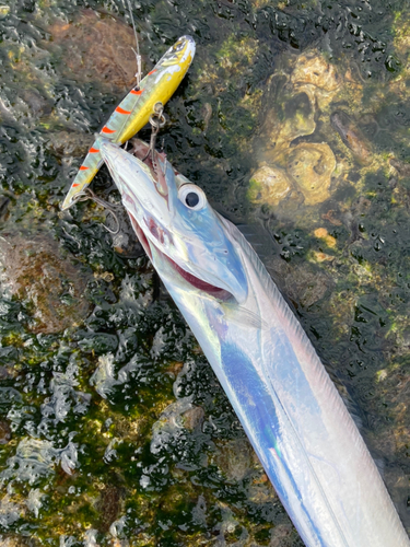 タチウオの釣果