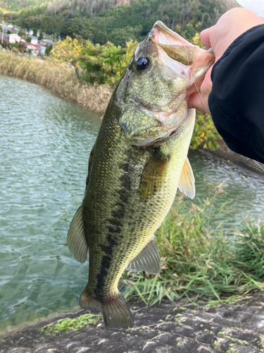 ラージマウスバスの釣果