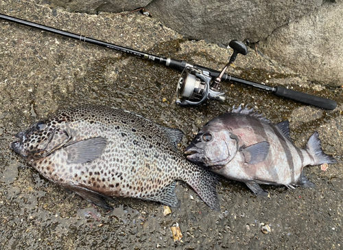 イシダイの釣果