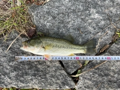 ラージマウスバスの釣果