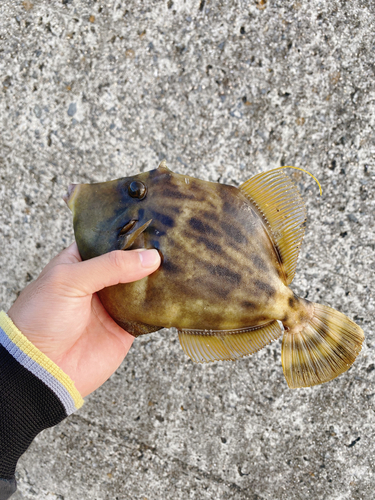 カワハギの釣果