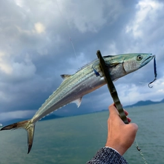 サゴシの釣果