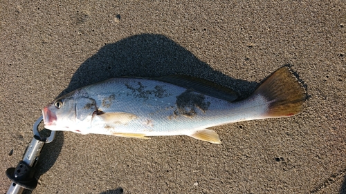 ニベの釣果