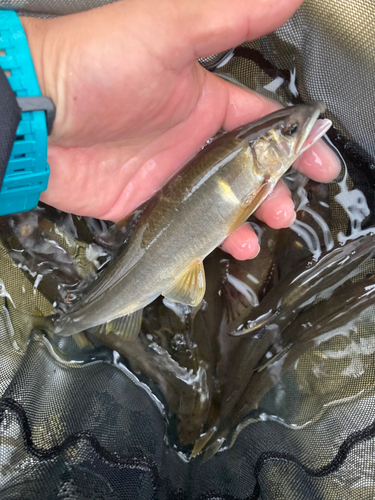 アユの釣果